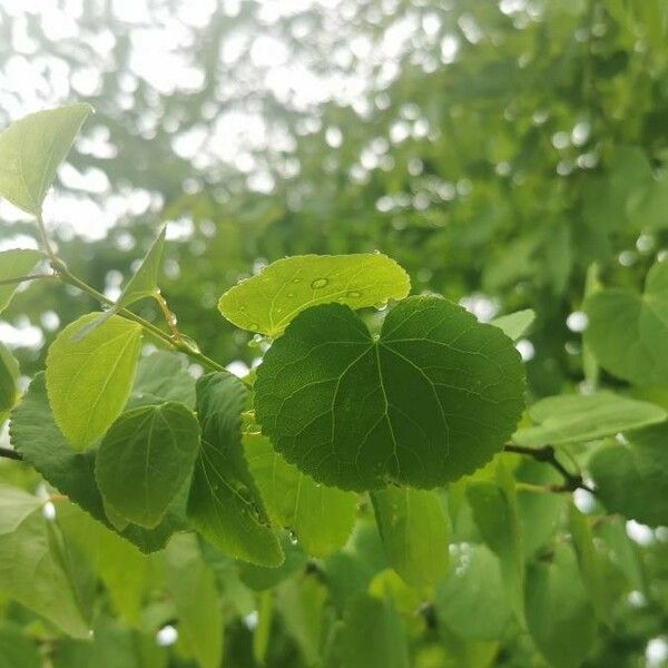 Tilia cordata 葉