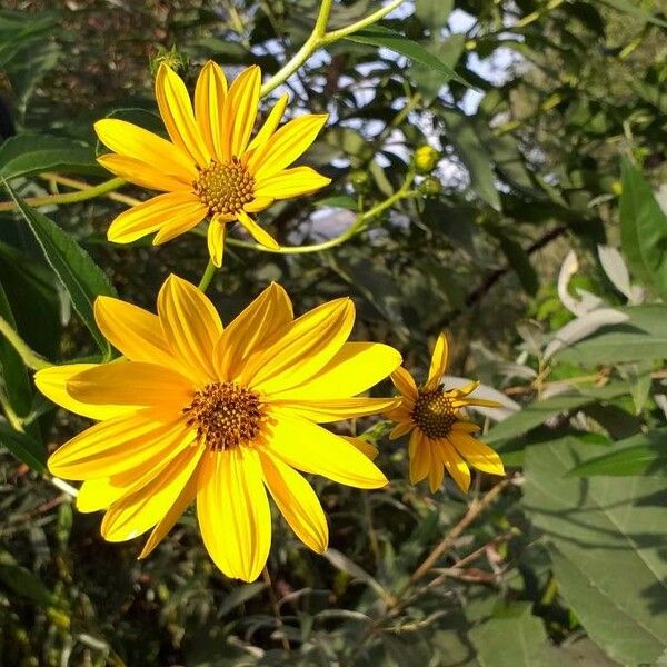 Helianthus tuberosus Цвят