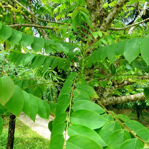 Phyllanthus acidus Leaf