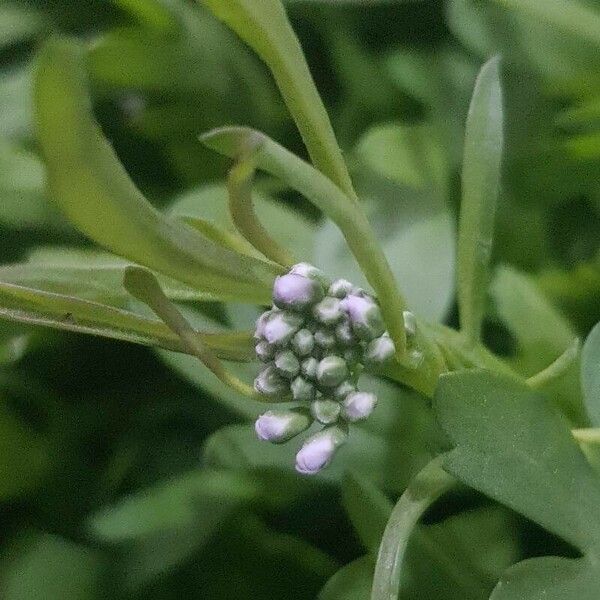 Lepidium sativum 花