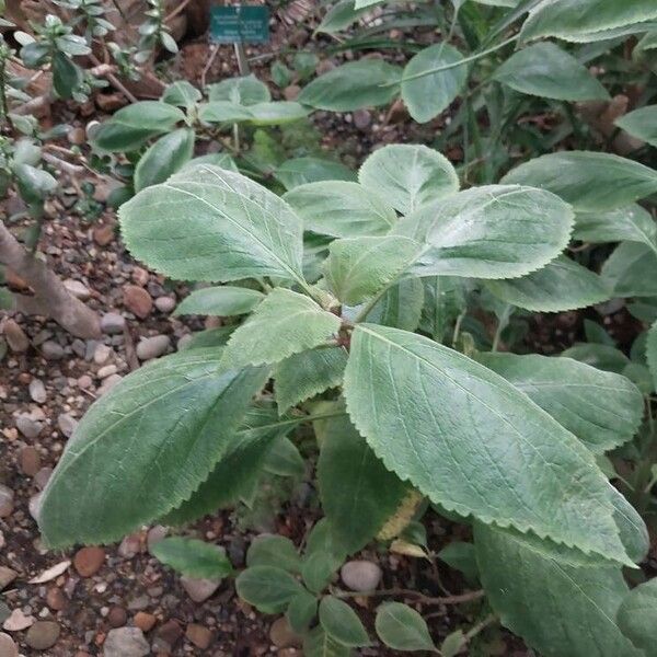 Plectranthus ecklonii List