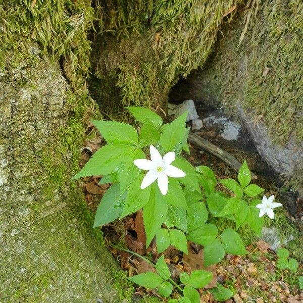 Anemonoides trifolia Blomma