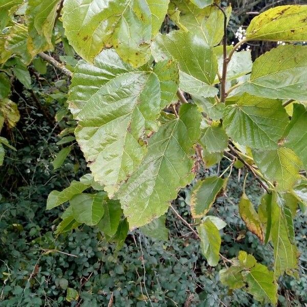 Morus alba Leaf