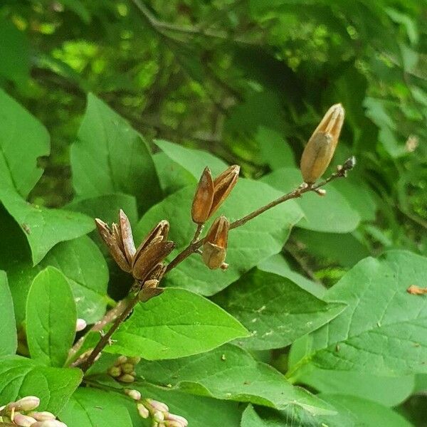 Syringa josikaea Fruit