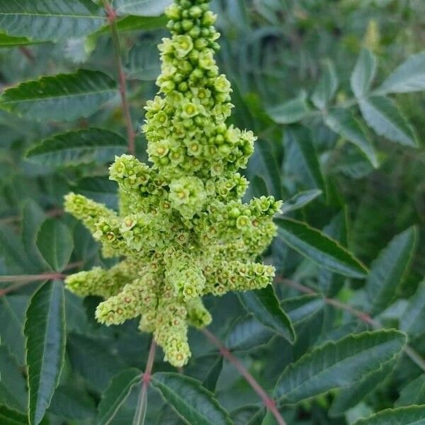 Rhus coriaria Φρούτο