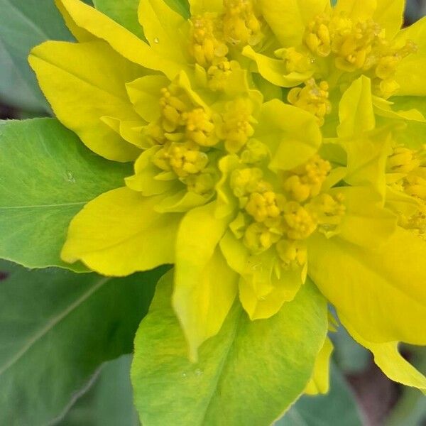 Euphorbia epithymoides Квітка