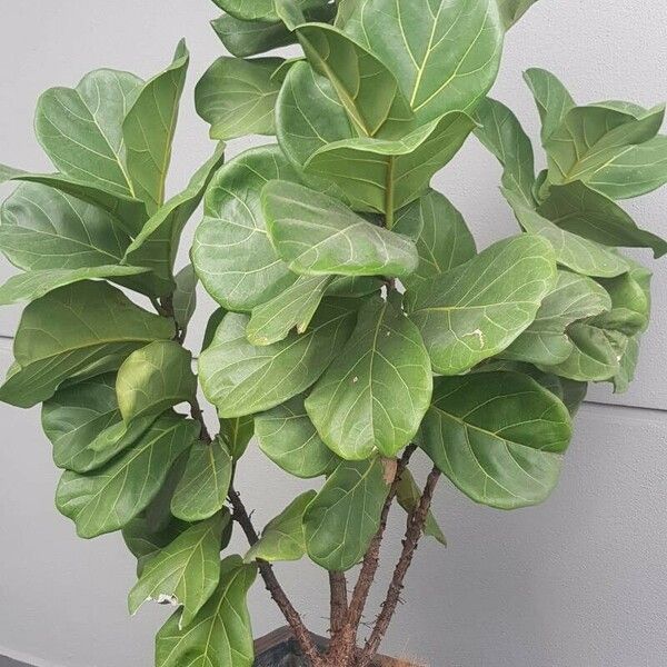 Ficus lyrata موطن