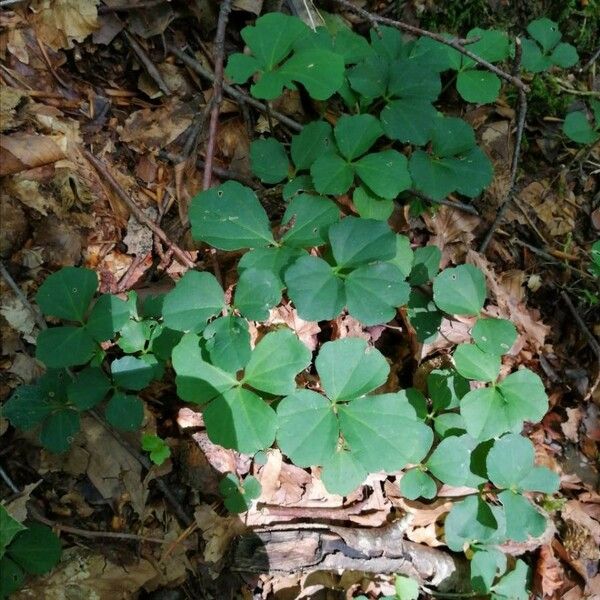 Cardamine trifolia পাতা