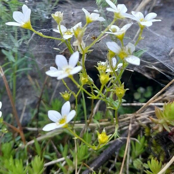 Saxifraga fragosoi Yeri