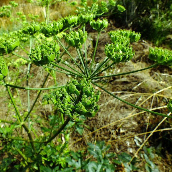 Heracleum sibiricum ফল