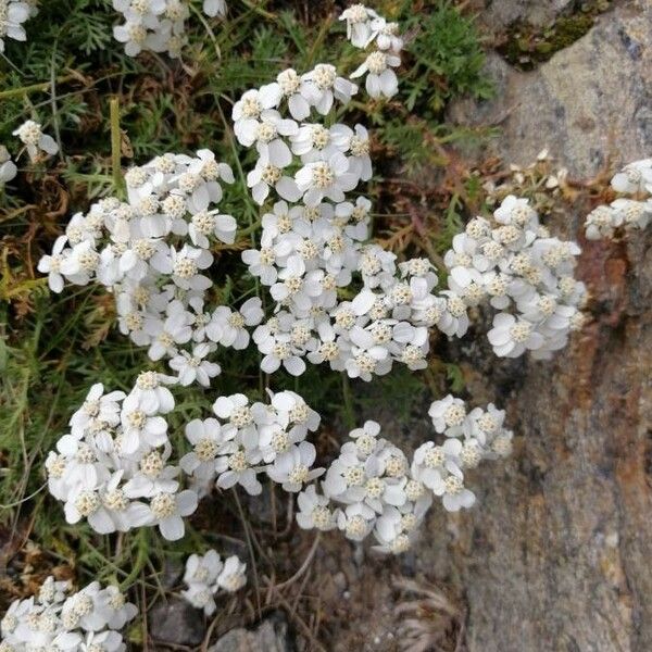 Achillea erba-rotta फूल