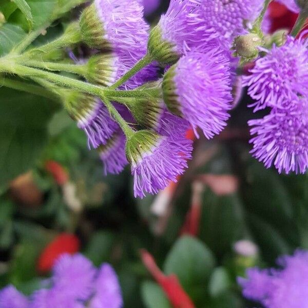 Ageratum houstonianum Çiçek