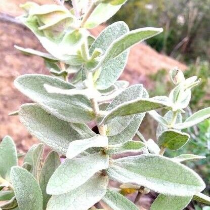 Cistus albidus Blatt