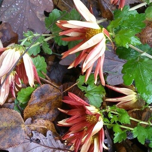 Chrysanthemum x grandiflorum फूल