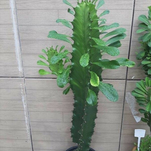 Euphorbia ammak Escorça