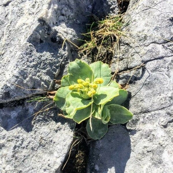 Primula auricula Fleur