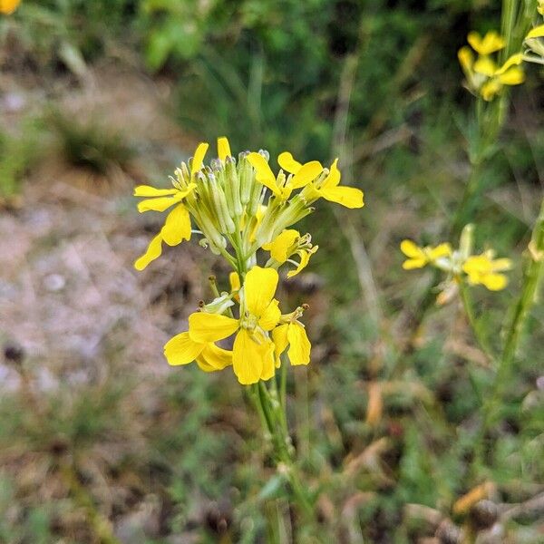 Erysimum virgatum Õis