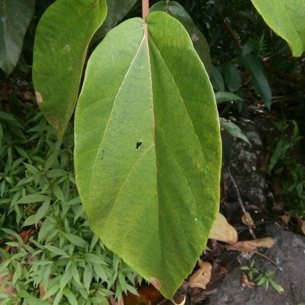 Ficus mauritiana Leaf