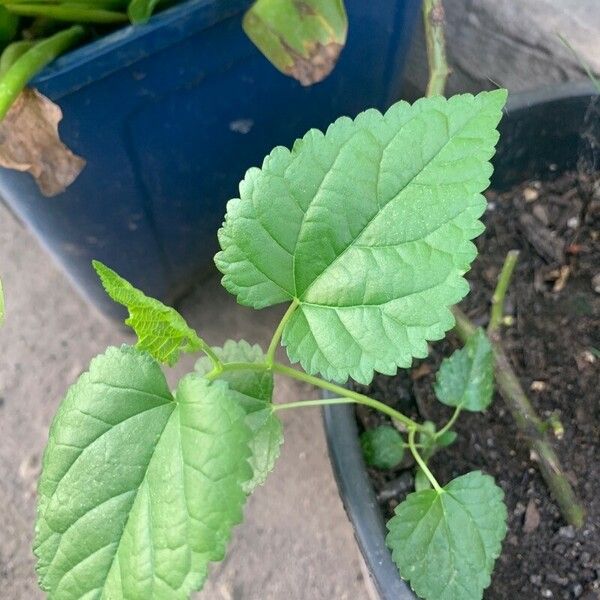 Morus rubra Leaf