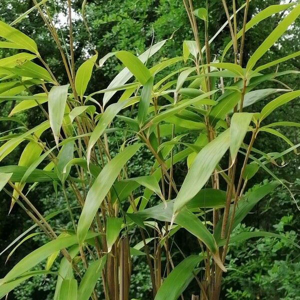 Pseudosasa japonica Leaf