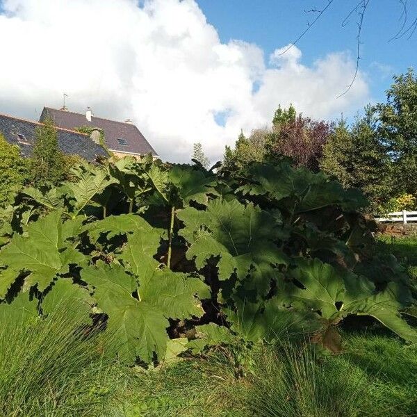 Gunnera tinctoria 葉