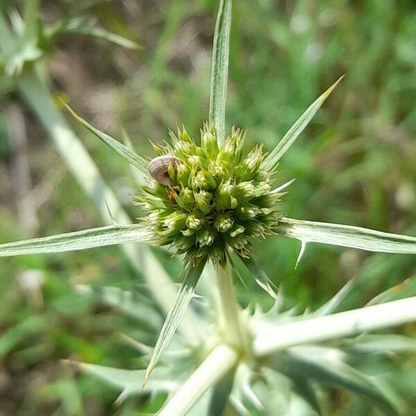 Eryngium campestre Õis