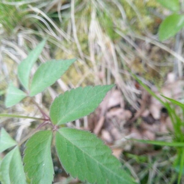 Anemonoides trifolia Leaf