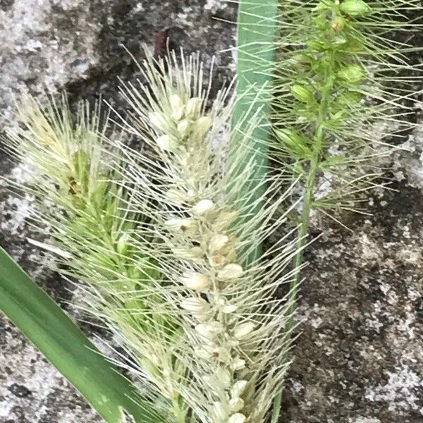 Setaria pumila 果実