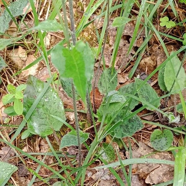 Hieracium murorum Φύλλο