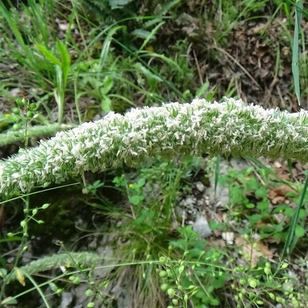 Phleum phleoides Flower