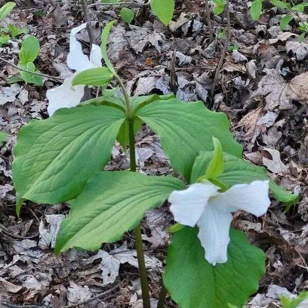 Trillium grandiflorum Flor