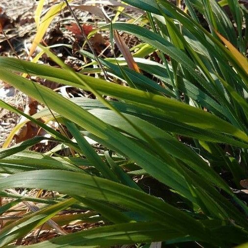 Luzula sylvatica Leaf