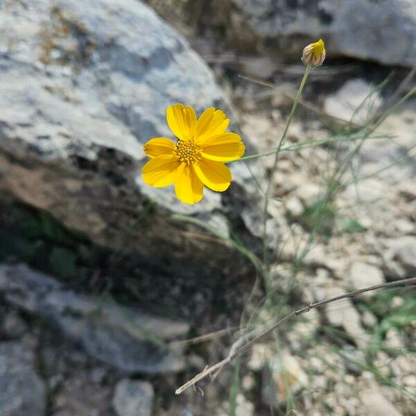 Viguiera dentata Blüte