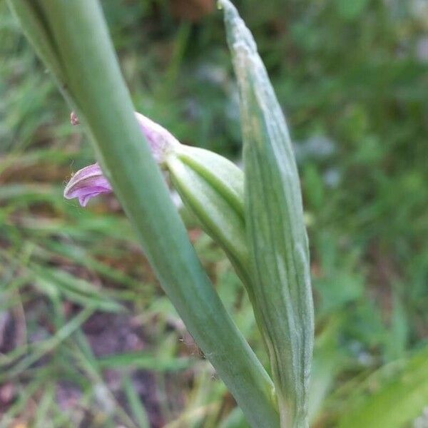 Ophrys apifera Frutto