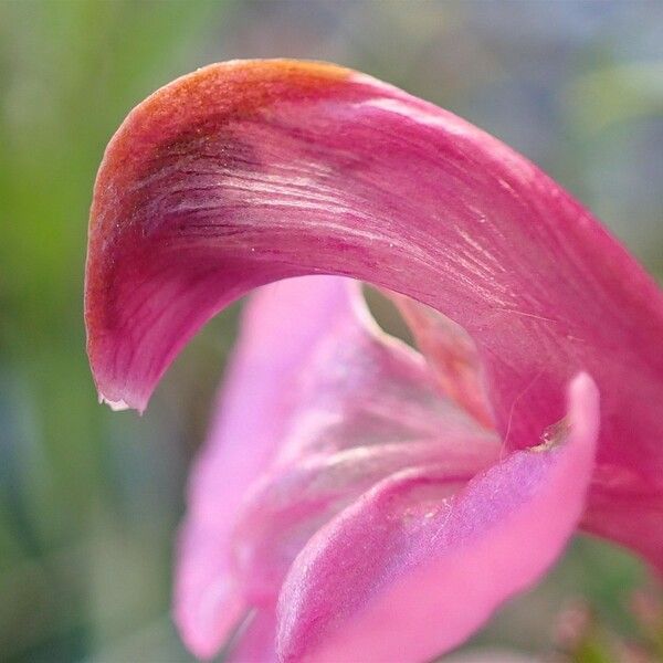 Pedicularis gyroflexa Flower