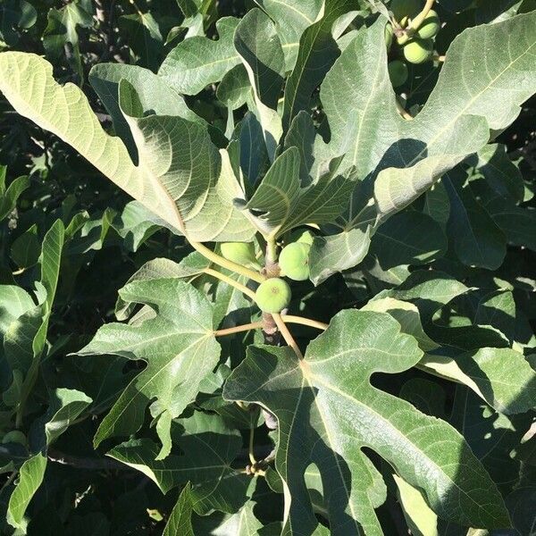Ficus carica Fruto