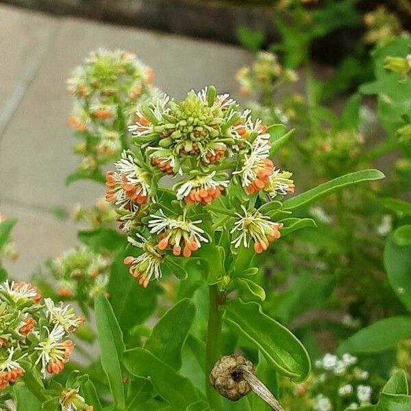 Reseda odorata Kukka