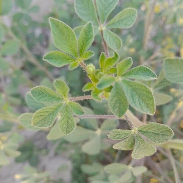 Cleome viscosa Leht