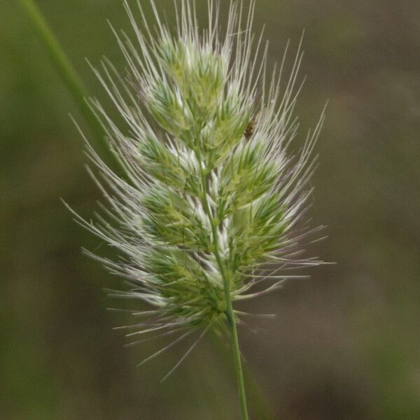 Cynosurus echinatus 花