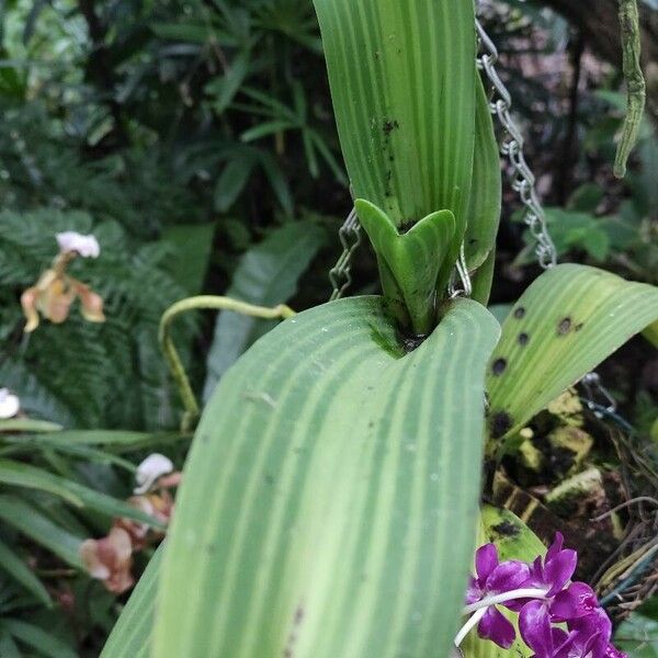 Rhynchostylis gigantea 叶