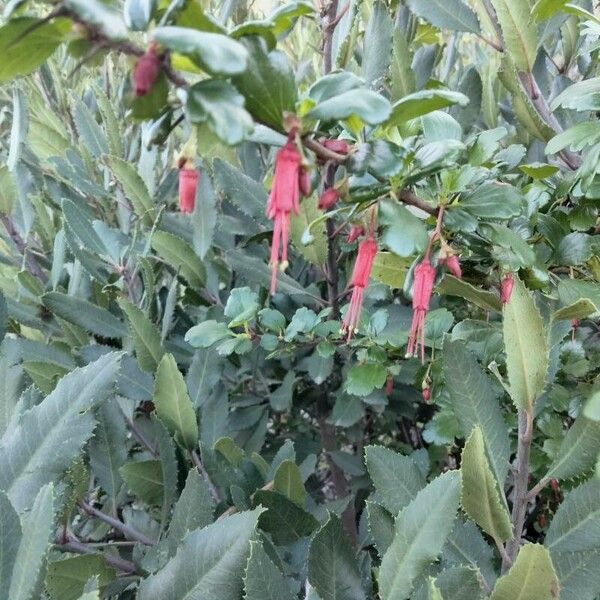 Ribes speciosum Blüte