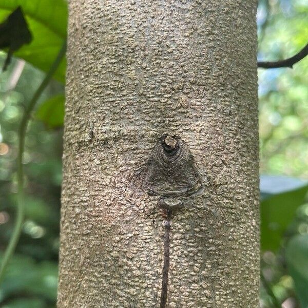 Acacia auriculiformis Bark