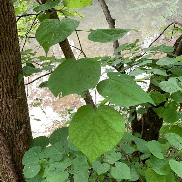 Cercis canadensis Leht