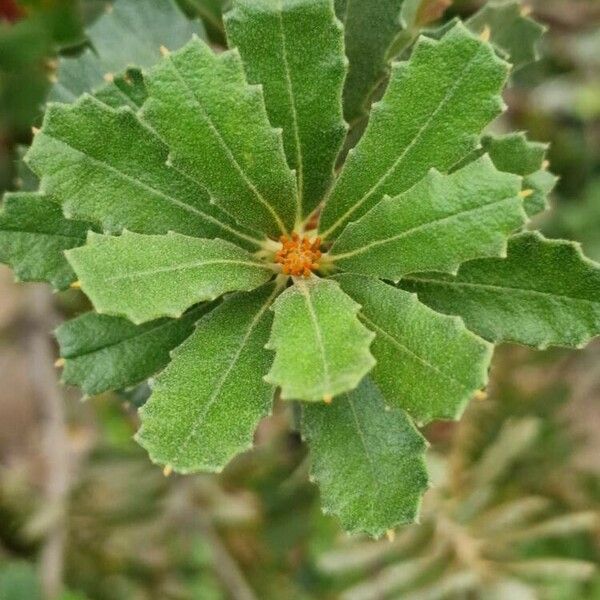 Banksia praemorsa Yaprak