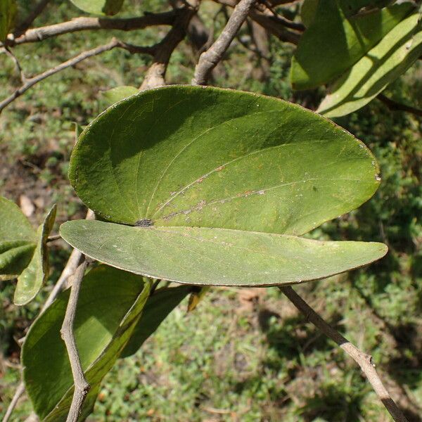 Piliostigma thonningii Leaf
