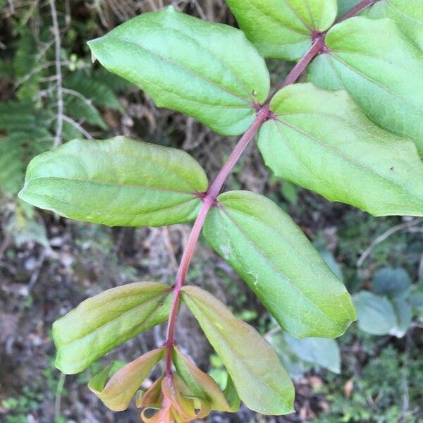 Coriaria ruscifolia Other