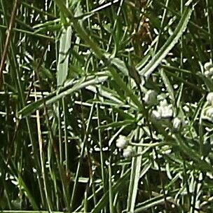 Achillea erba-rotta Листок