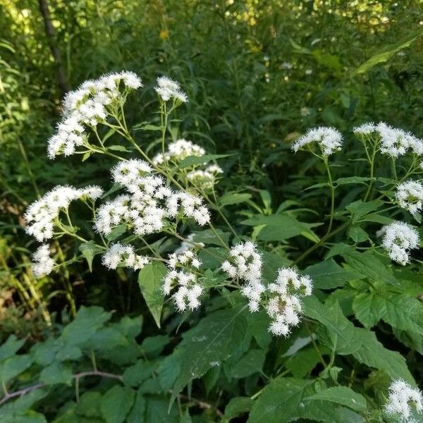 Ageratina altissima Blomst