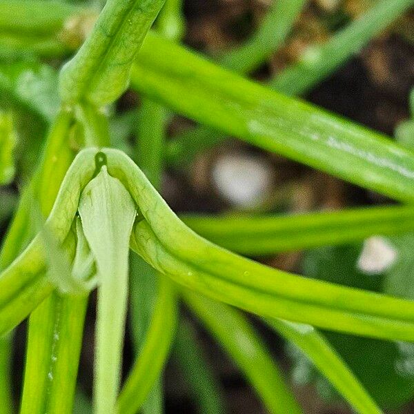 Stellaria palustris Leaf