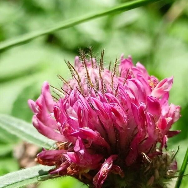 Trifolium alpestre Fiore